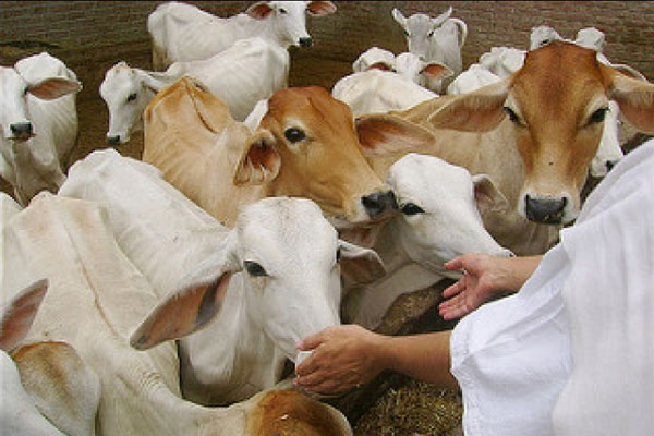 Gau Sewa