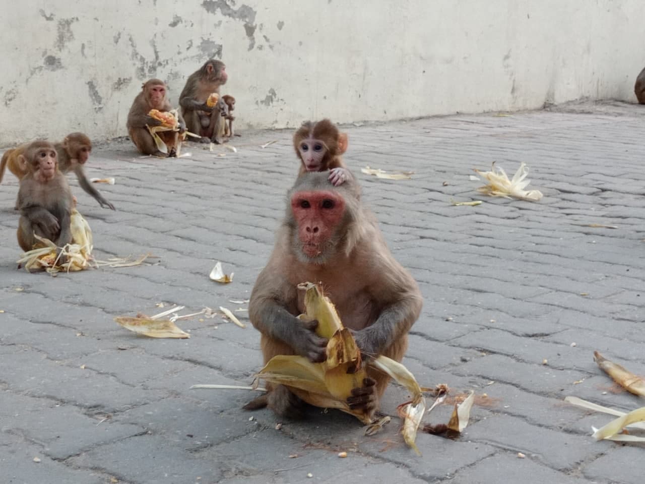 Monkey Care